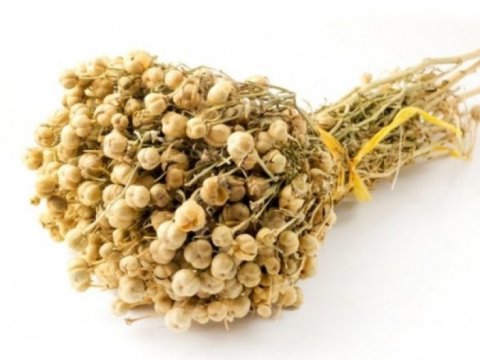 Nazirlikdən üzərlik bitkisi ilə bağlı XƏBƏRDARLIQ