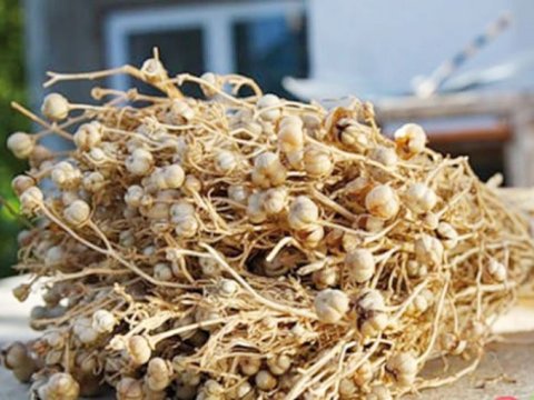 Üzərlik bu ölkələrdə narkotik hesab olunurmuş - SİYAHI