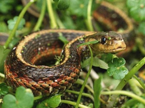 Bakıda ilanlar artmayıb, biz onlara yaxınlaşmışıq - ZOOLOQ