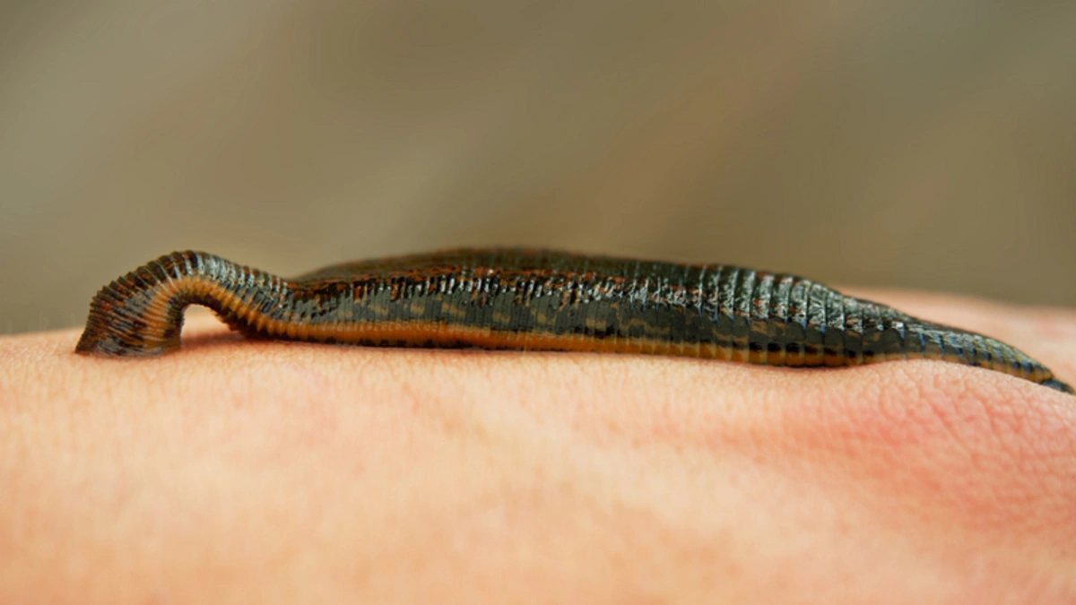 Kürdəmirdə zəli ovlayan şəxslərə HÖKM OXUNDU