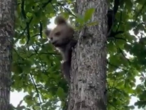 Laçında ayı balası - GÖRÜNTÜLƏR