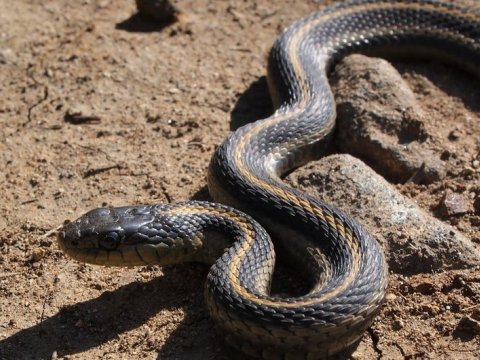 İlan sancan 20 nəfər xəstəxanaya YERLƏŞDİRİLİB