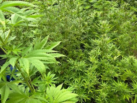 2 ton&nbsp;çətənə kolu məhv edildi