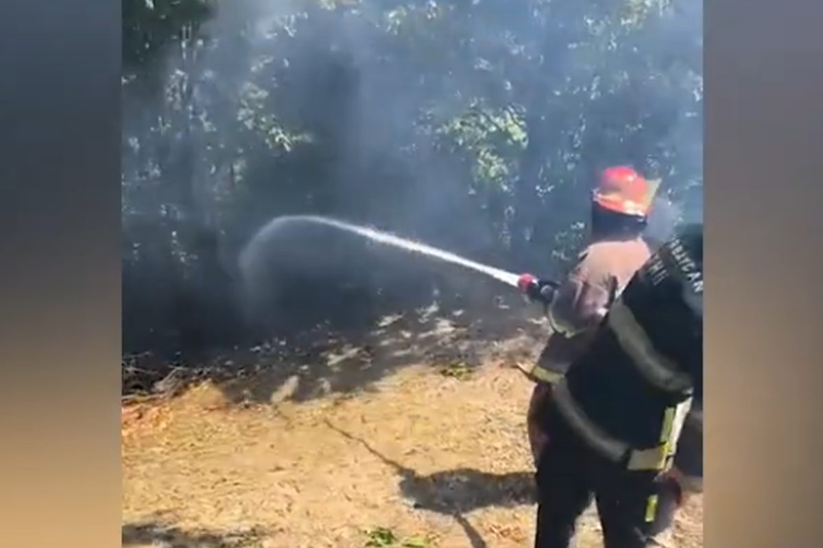 Masallıda meşədə yanğın - VİDEO