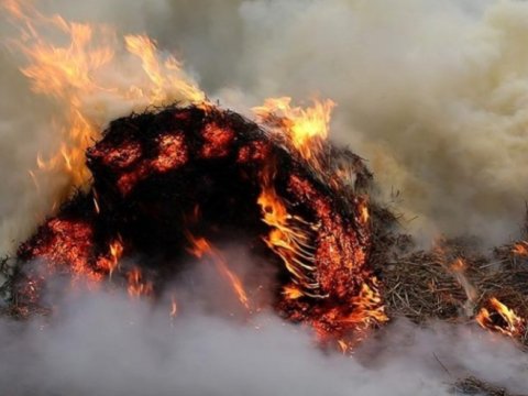 Həyətindəki ota od vurdu, yanğın qonşu sahəyə keçdi
