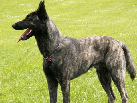 Bakıda it oğurlayan şəxs həbs edildi