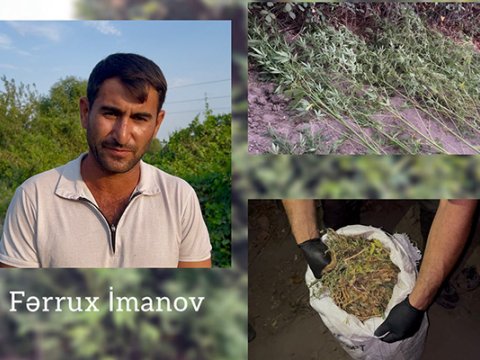 Kürün sahilində narkotik becərdi, həbs edildi