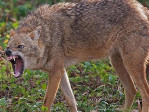 Azərbaycanda 7 ayda 40-a yaxın insanı çaqqal dişləyib