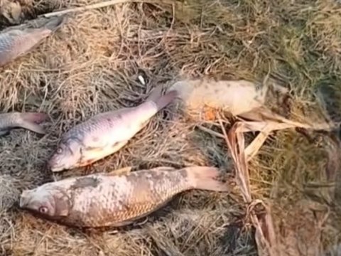 Biləsuvarda balıqlar kütləvi şəkildə öldü - Nazirlikdən REAKSİYA