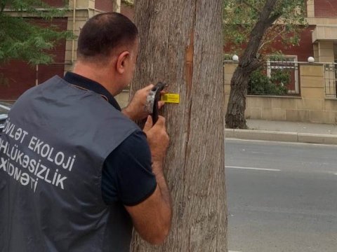 Gəncədə qurumuş və qəzalı ağaclar&nbsp;inventarlaşdırılır
