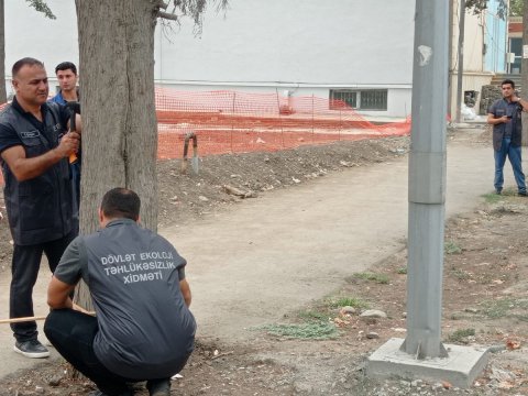 Gəncədə qurumuş ağaclar nömrələnir