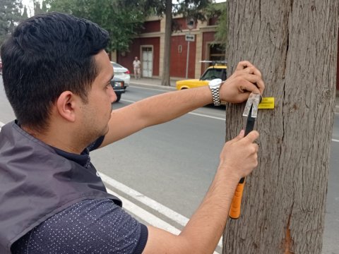 Gəncədə ağaclar niyə nömrələnir? - Səbəb açıqlandı