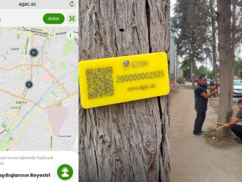 1 həftədə kəsilən ağaclar...