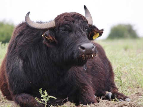 Camış sahibini vurub öldürdü