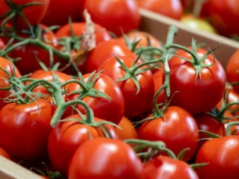 Azərbaycandan xaricə pomidor ixracı 22,8% artıb
