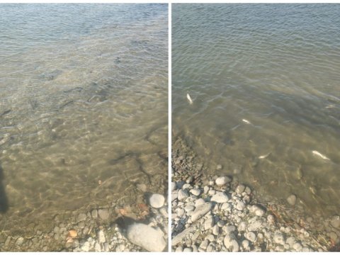 Kürdə balıqlar məhv oldu - Araşdırma APARILIR