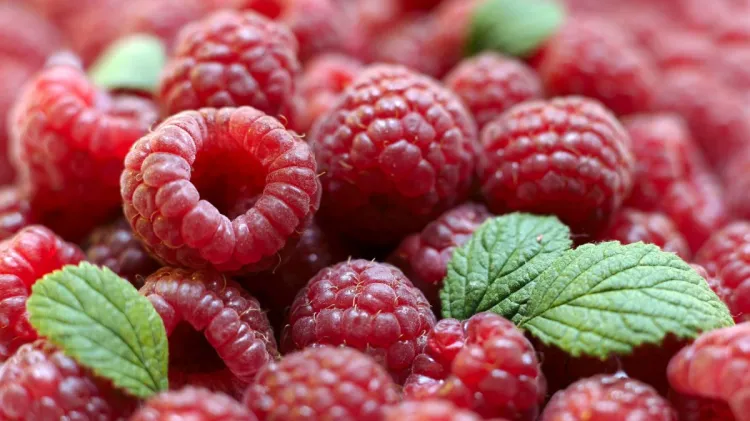 Göygöl rayonunda “II Moruq Festivalı” keçiriləcək