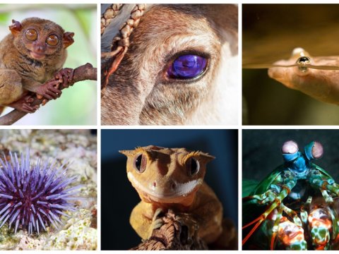 Suyun altını və üstünü eyni vaxta görən, gözü beynindən böyük olan HEYVANLAR