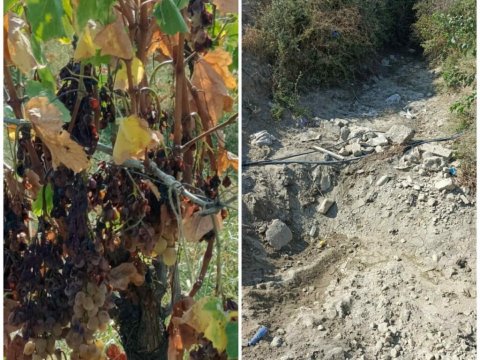 Şəkinin üzümçülük&nbsp;kəndində quraqlıq&nbsp;- Deputat deyir ki...