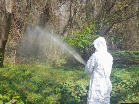 Meşələrdə zərərvericilərə qarşı mübarizə aparılır - FOTOLAR