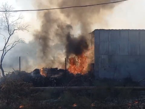 Sabirabadda ot tayası YANDI