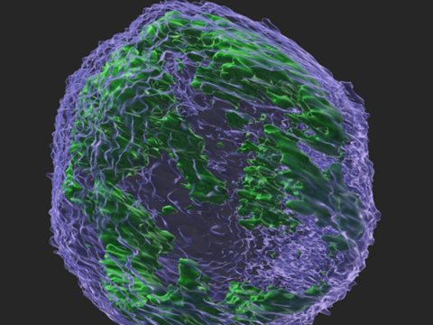 Alimlər xərçəng hüceyrələrini parçaladılar