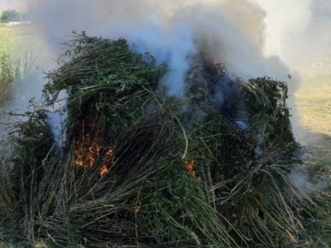 İki ton çətənə kolu məhv edildi