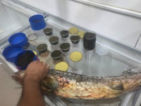 Nərə balığı və kürü&nbsp;satan şəxslərlə bağlı REYD