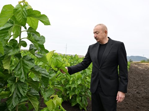 Prezident Xocalının kəndlərində... - FOTOLAR