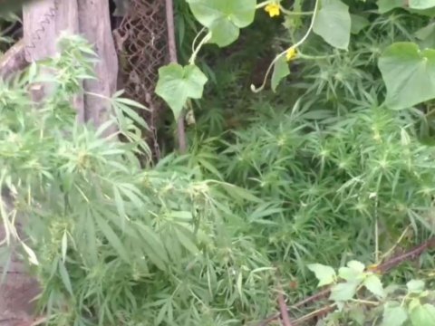 Çətənə kolu yetişdirən şəxsdə 28 kq narkotik aşkarlandı - VİDEO