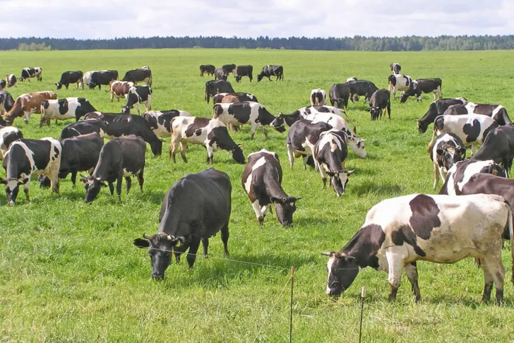 Bakıda 17 min manatlıq mal-qara oğurlandı