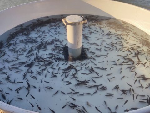 Balıqartırma müəssisələri bu Nazirliyinin tabeliyinə verildi