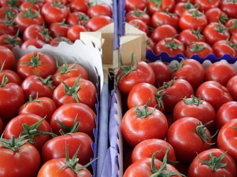 Avqustda Azərbaycandan pomidor ixracı dayanıb