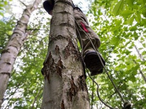 Qaxda kişi qoz ağacından yıxılıb öldü