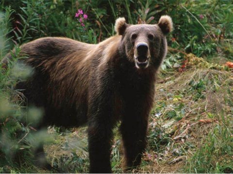 Qubada ayılar kəndə&nbsp;hücum etdi