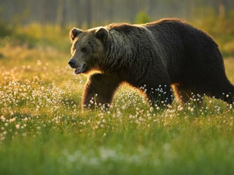 Ayılar Quba kəndlərinə niyə hücum edib? - İnstitutdan REAKSİYA
