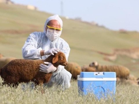 Baytarlıq damğası məcburi olacaq