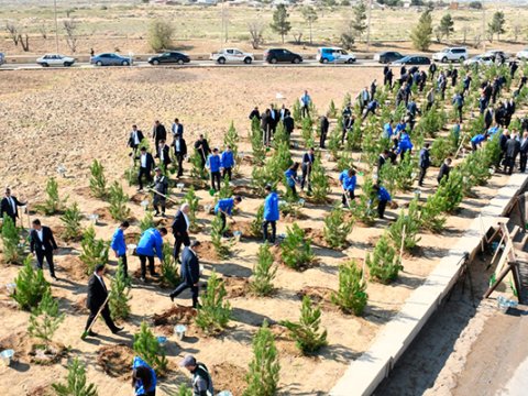 Bakıda ağacəkmə aksiyası - FOTOLAR
