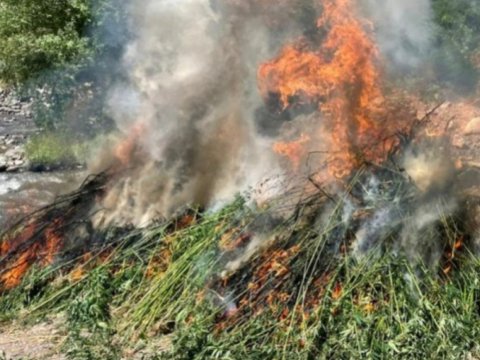 7 ton çətənə kolu&nbsp;məhv edildi