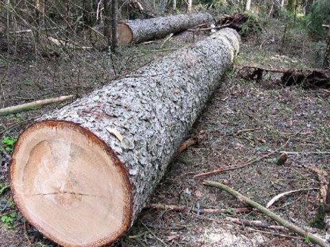 Ağacların kəsilməsinə görə cinayət işi başlandı