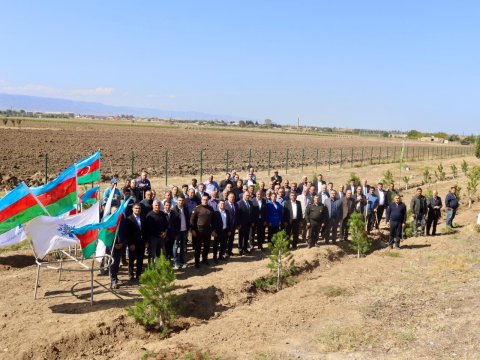 Samuxda Anım Günü ilə bağlı ağacəkmə aksiyası - FOTO