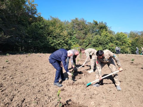 Anım Günü ilə bağlı ağacəkmə aksiyaları keçirilir