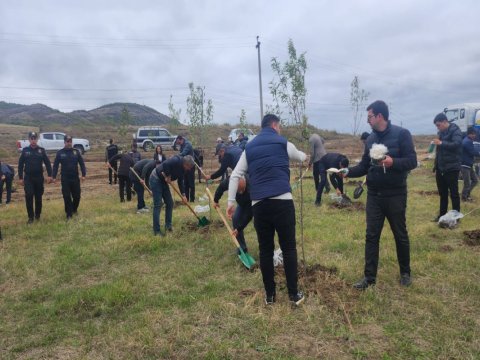 Xocalıda ağacəkmə aksiyası keçirilib - FOTO