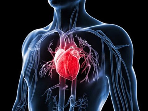 Hər üç ölümdən birinin səbəbi ürək-damar xəstəliyidir...