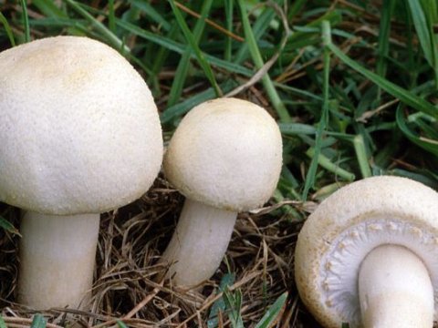 Qubada 3 nəfər göbələkdən ZƏHƏRLƏNDİ