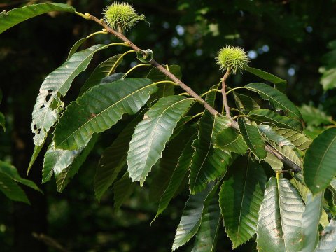 44 yaşlı kişi ağacdan yıxılıb öldü