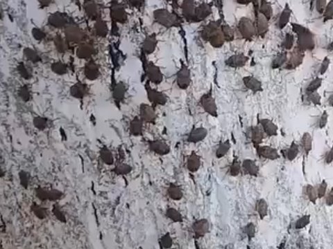 Zaqatala və Balakəndə evləri həşəratlar basdı - Rəsmi açıqlama