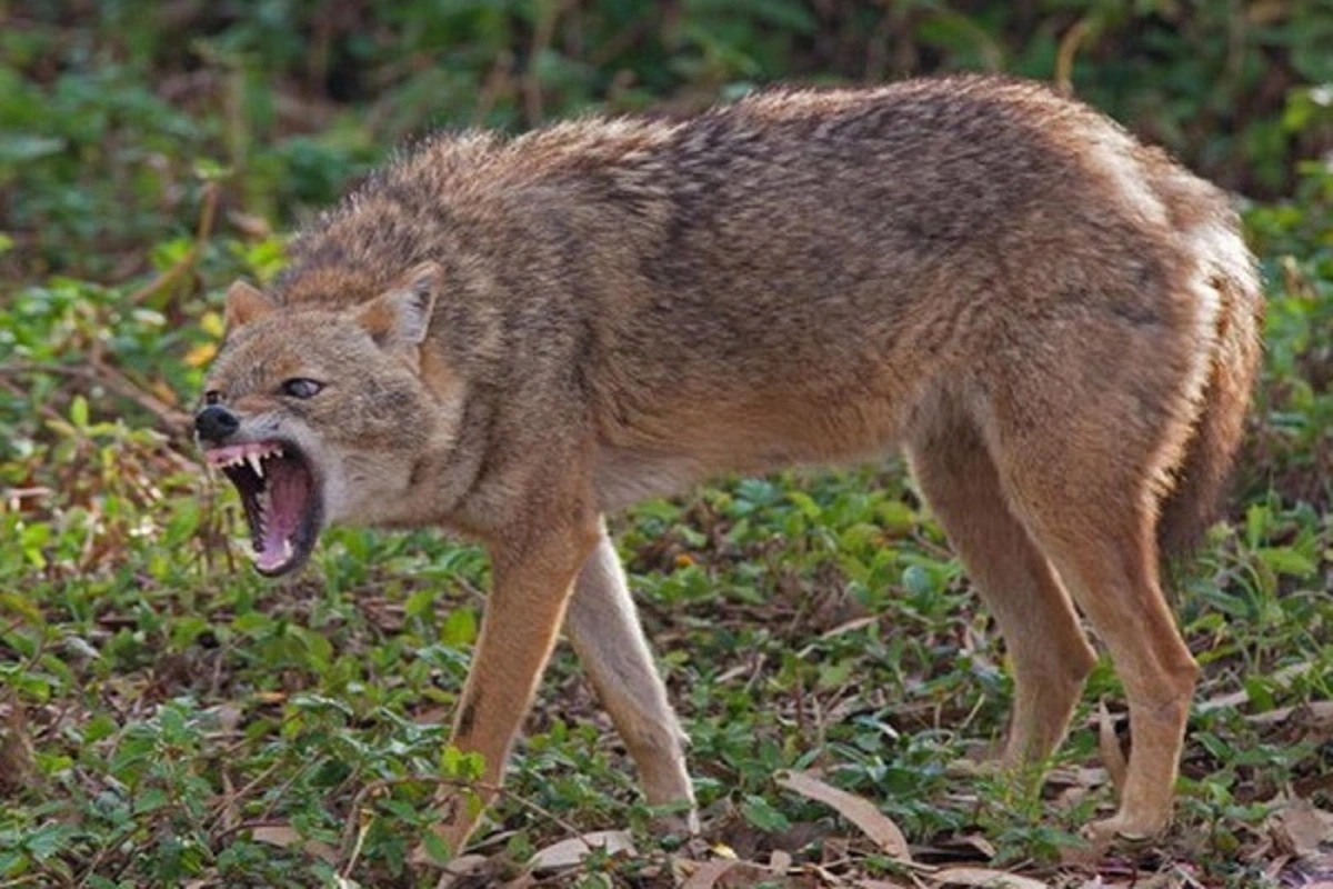 İsmayıllıda çaqqal iki nəfəri yaraladı