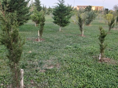 Sumqayıt bulvarında kəsilmiş ağacların yerində yeniləri əkildi - FOTOLAR