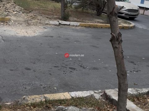 Bakıda ağacların dibini kim betonlayıb? - FOTOLAR